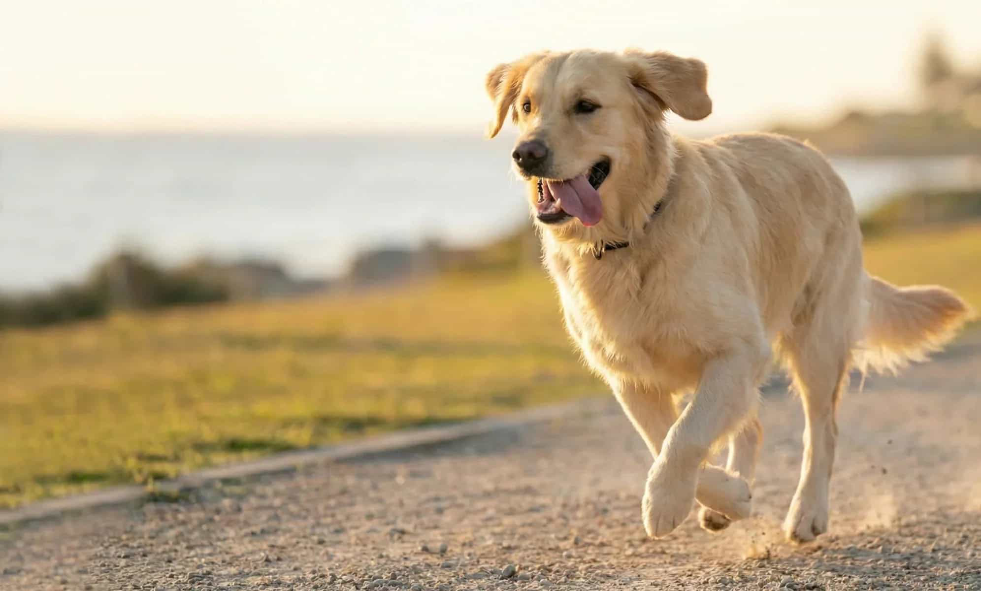 Foto perro contento después de utilizar probióticos Livopets