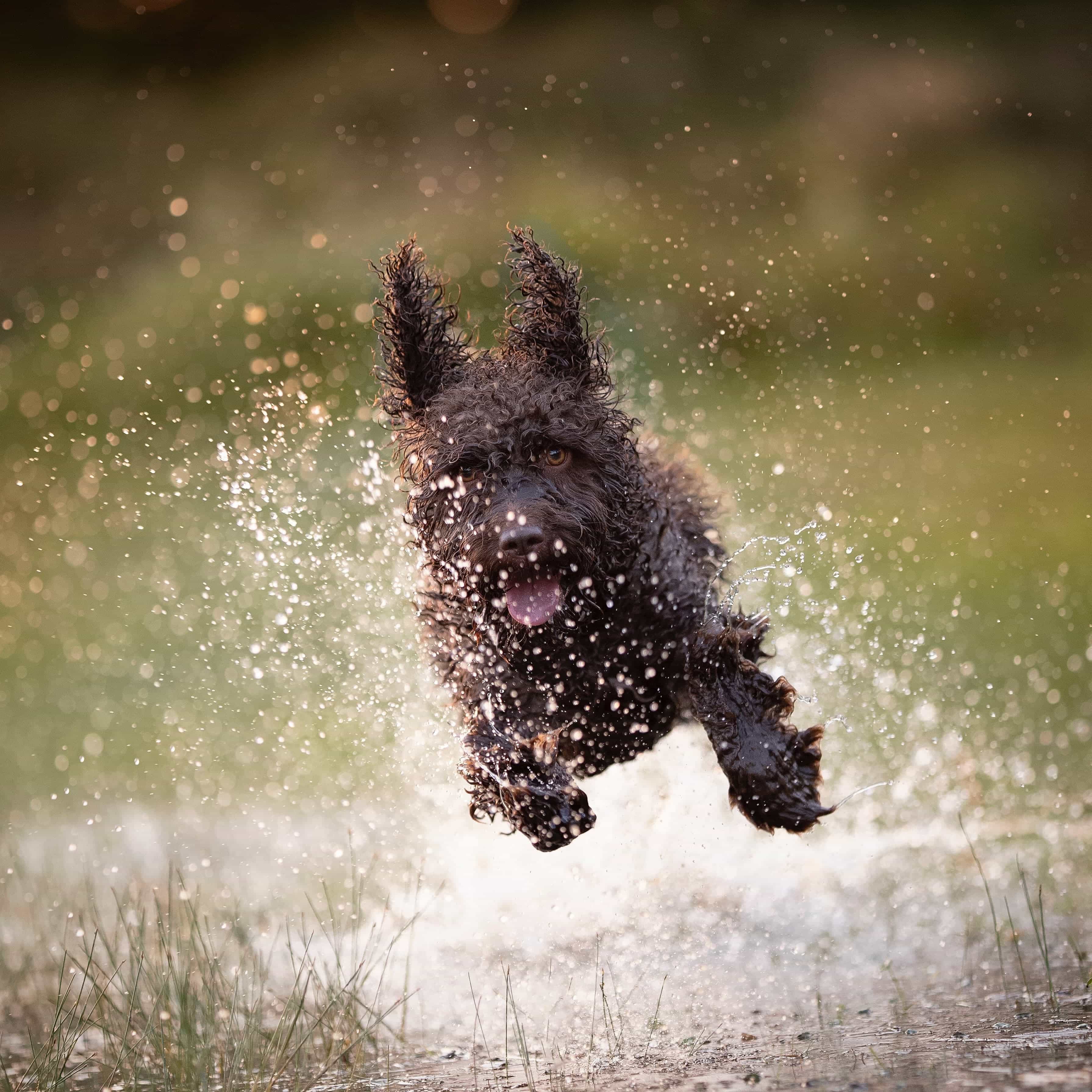 Perro corriendo muy enérgico después de utilizar probióticos Livopets