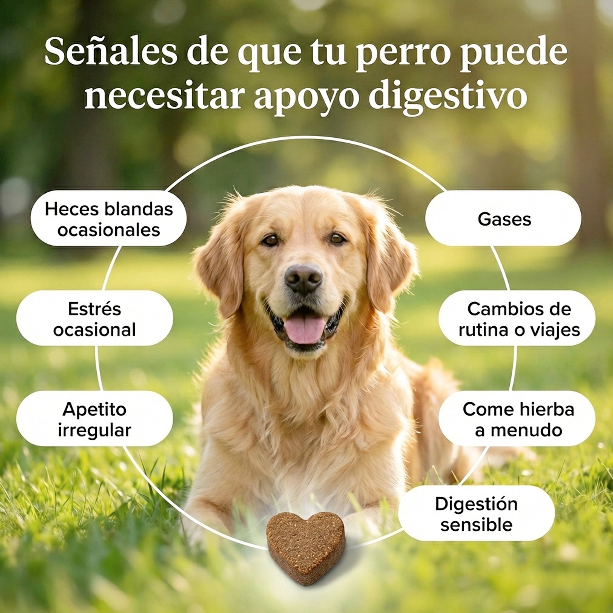 Probiótico para perros | Apoyo digestivo y defensas