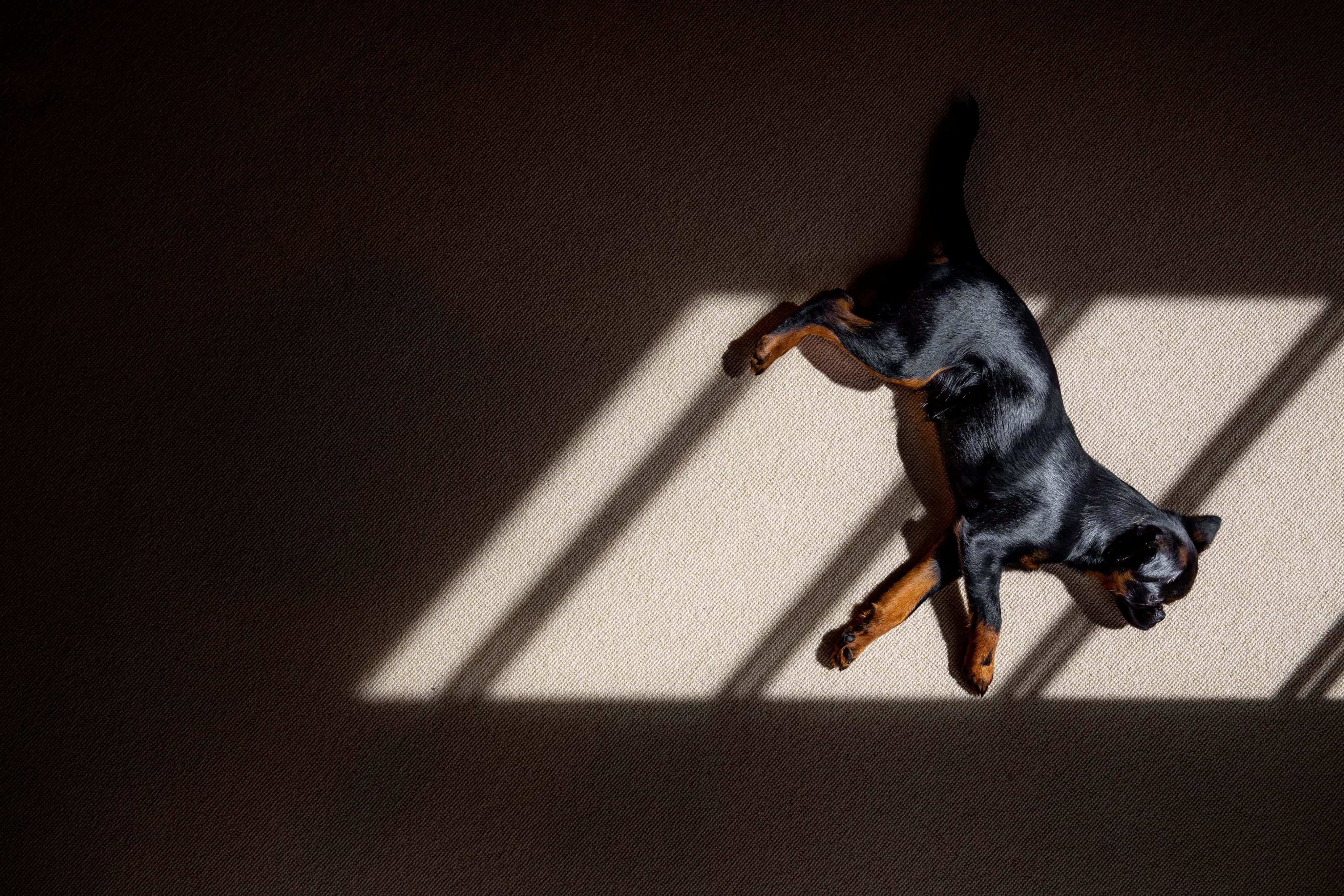 Perro tumbado a la luz del reflejo del sol en la ventana