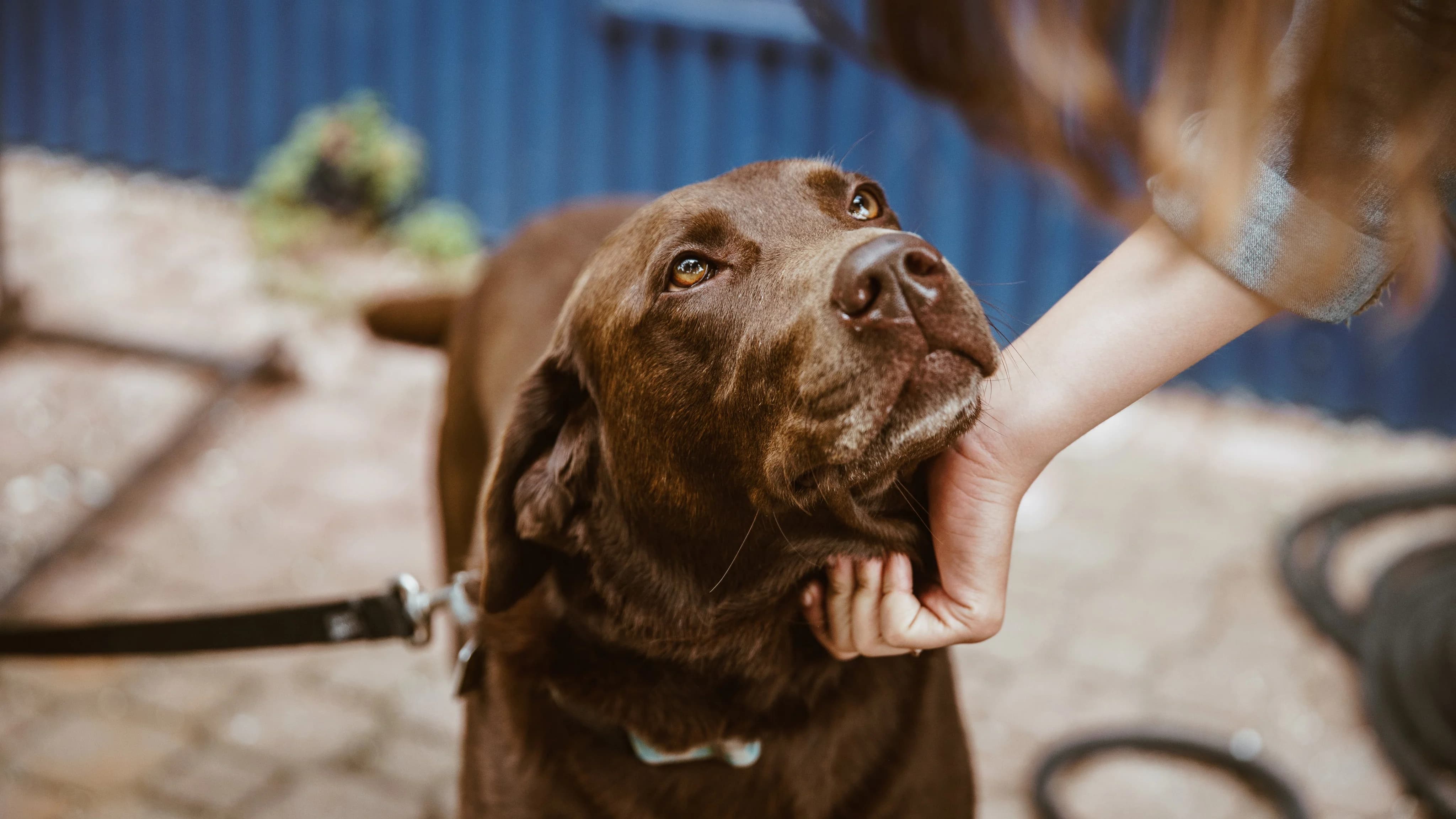 Dueño acaricianda suavemente cara de perro