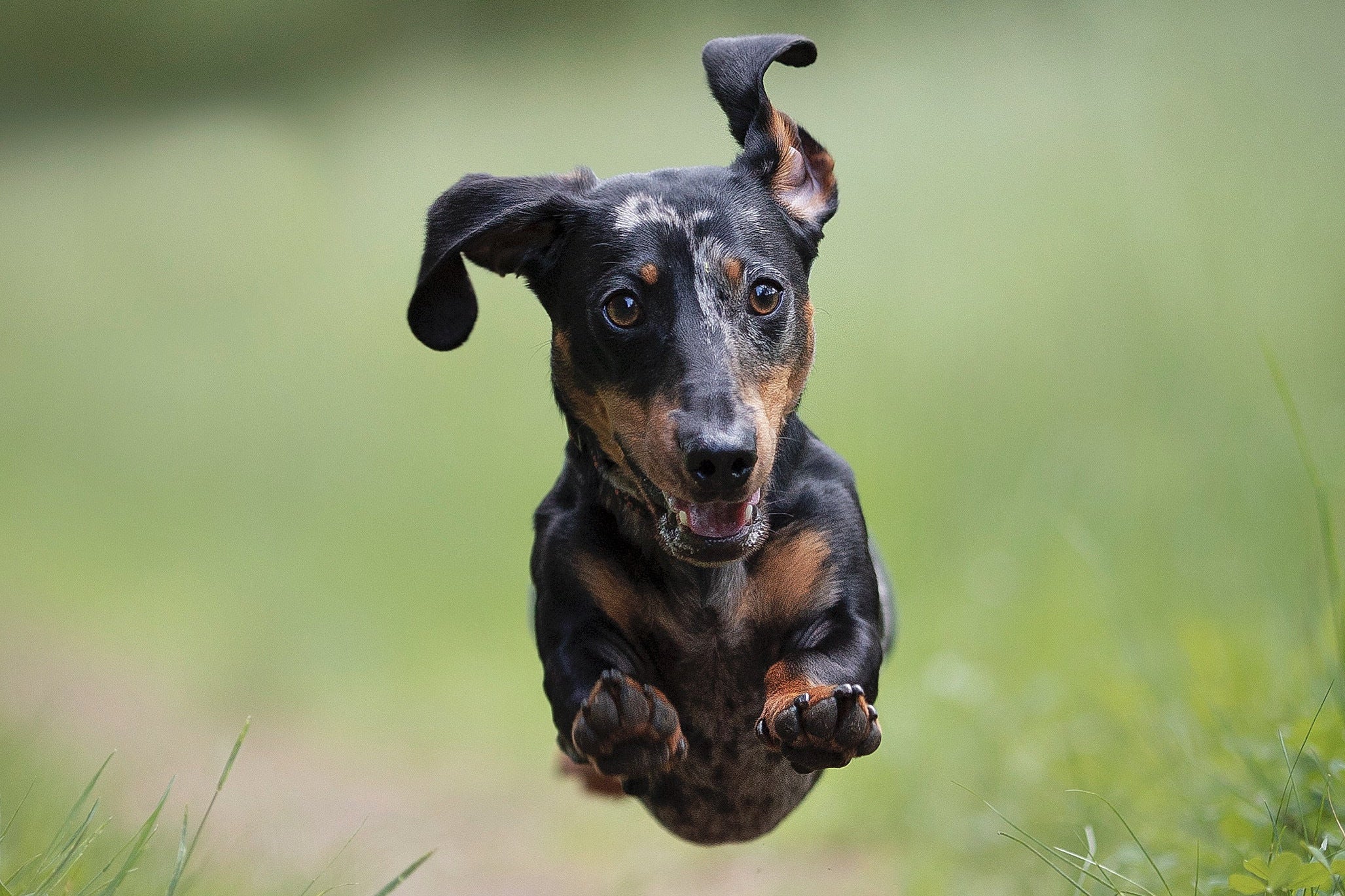 Perro saltando por el campo