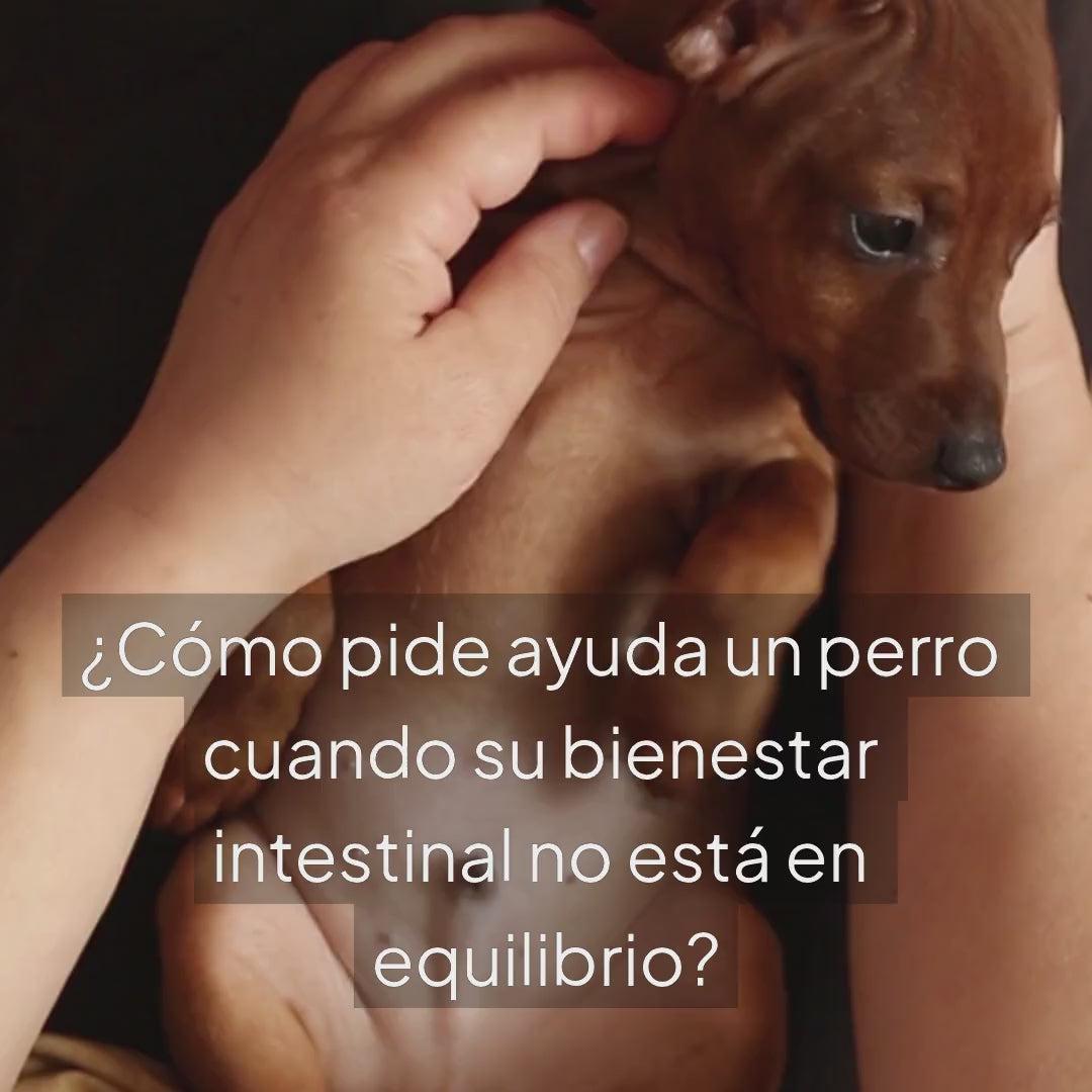Vídeo sobre las señales de desequilibrio intestinal en perros y cómo identificar cuándo necesitan apoyo digestivo
