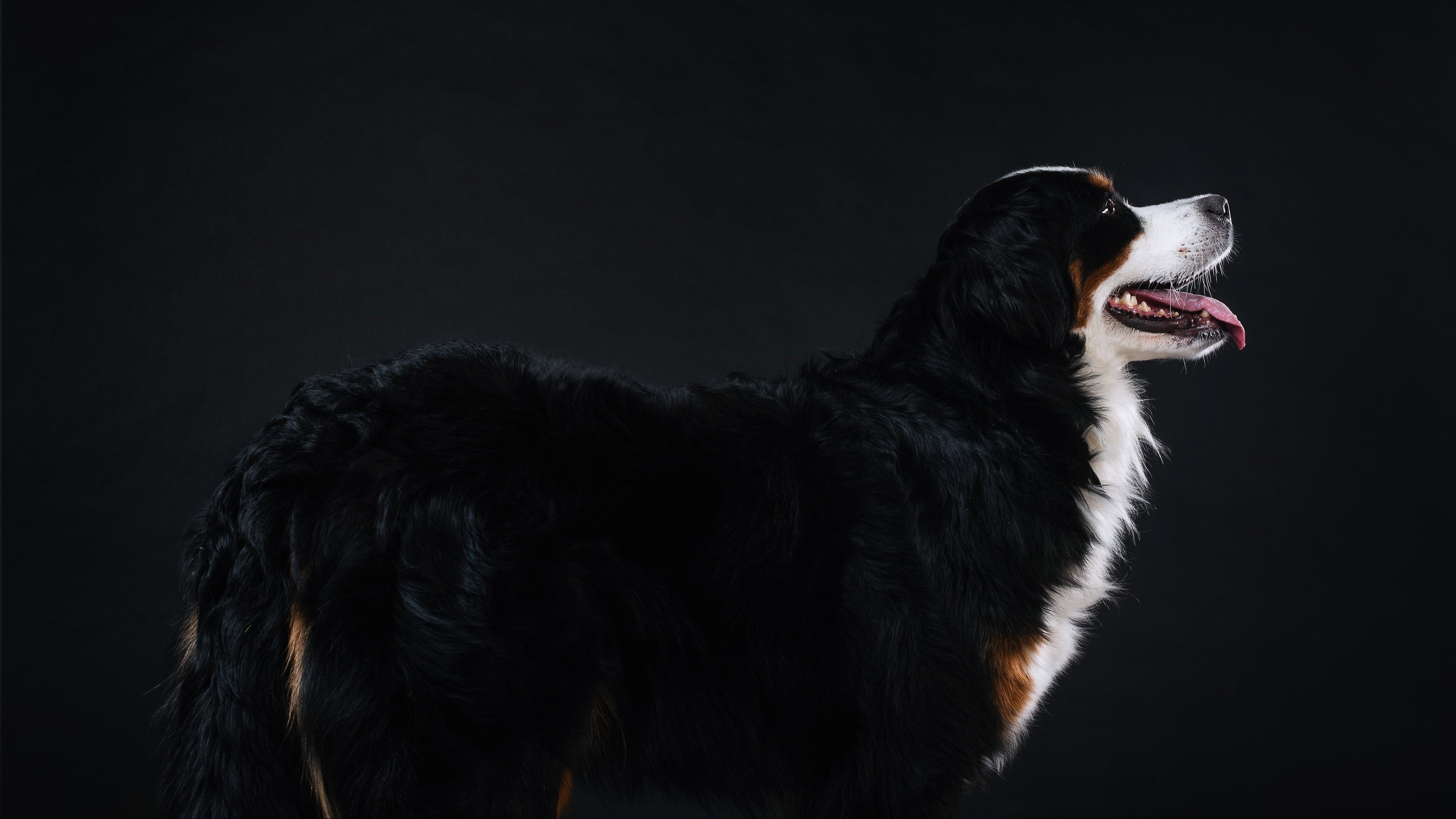 Foto perro sección Cuidar su microbiota es cuidar su bienestar